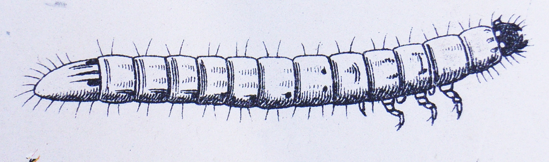 Lexikon: Larve von Agriotes lineatus (Bild 3)
