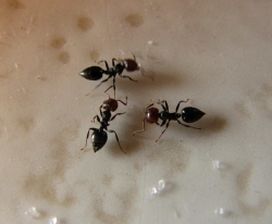 Lexikon: Ameisen der Art <i>Crematogaster scutellaris</i>