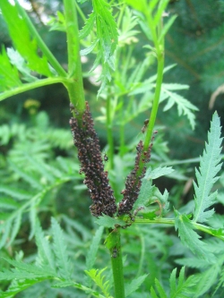 Lexikon: Ameisen in Symbiose mit Blattläusen