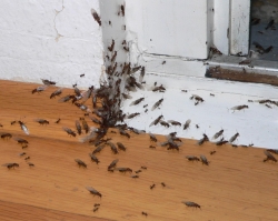 Lexikon: Schwärmende Ameisen kommen aus einer Fußbodenleiste