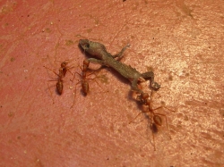 Lexikon: Drei Ameisen transportieren einen toten Gecko