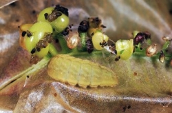 Lexikon: Ameisen bei einer Raupe des Großen Wander-Bläulings (Lampides boeticus)